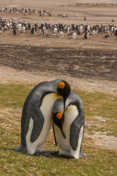 Saunders Isl Gentoo penguins and king penguins
